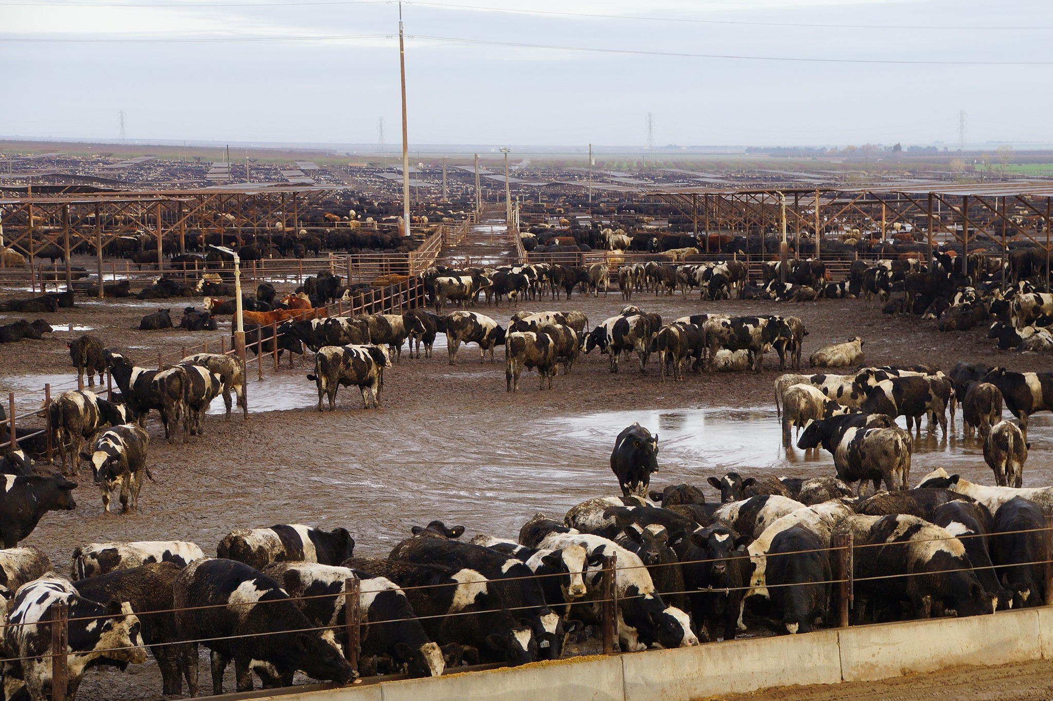 cattle feeding